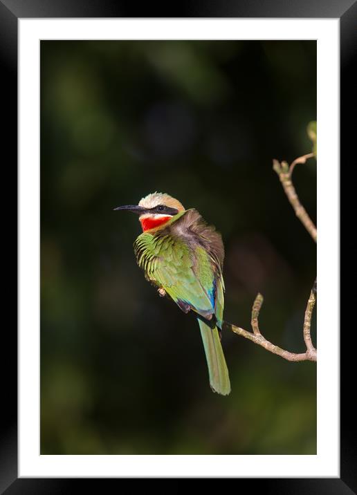 White-fronted bee-eater Framed Mounted Print by Villiers Steyn