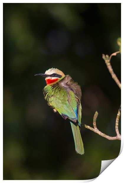 White-fronted bee-eater Print by Villiers Steyn