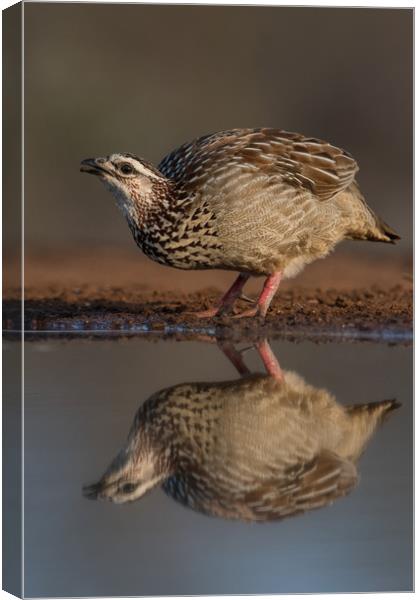 Crested Francolin reflection Canvas Print by Villiers Steyn
