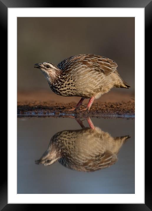 Crested Francolin reflection Framed Mounted Print by Villiers Steyn