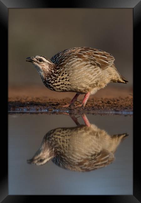 Crested Francolin reflection Framed Print by Villiers Steyn