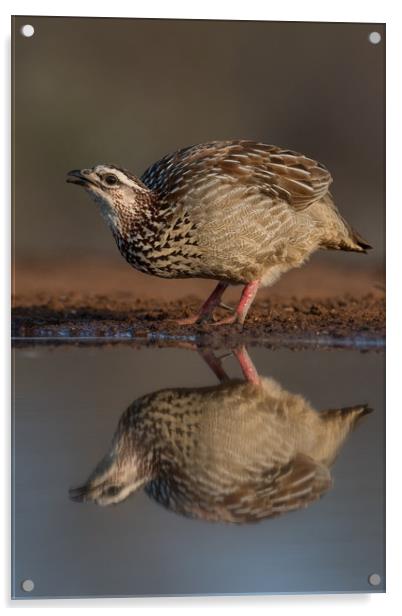 Crested Francolin reflection Acrylic by Villiers Steyn