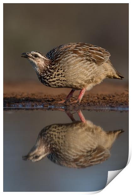 Crested Francolin reflection Print by Villiers Steyn