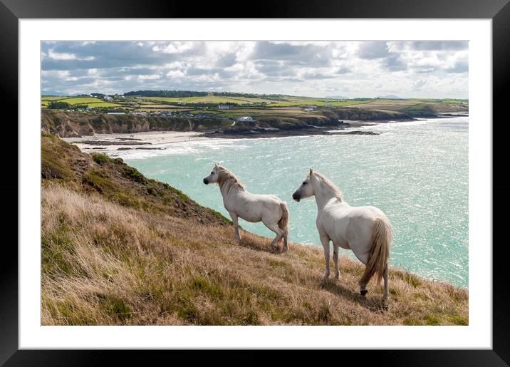 Welsh Ponies  Framed Mounted Print by North Wales Photography