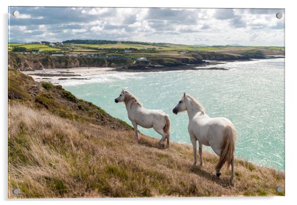 Welsh Ponies  Acrylic by North Wales Photography