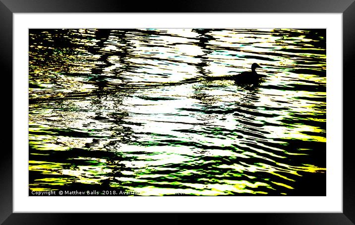      Duck on a Gold Lake                       Framed Mounted Print by Matthew Balls