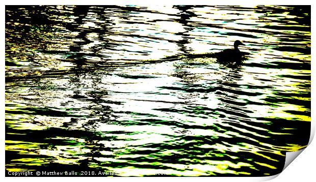      Duck on a Gold Lake                       Print by Matthew Balls