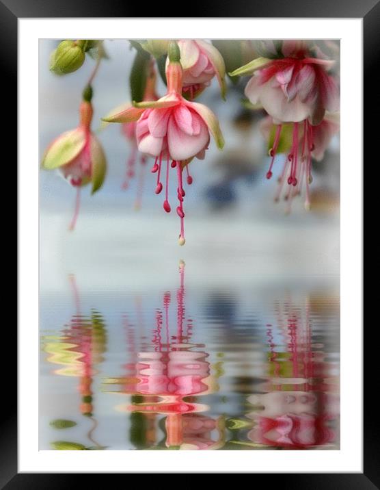 floral refections Framed Mounted Print by sue davies