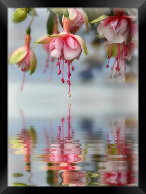floral refections Framed Print by sue davies