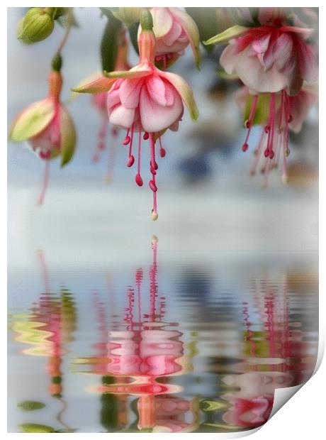 floral refections Print by sue davies