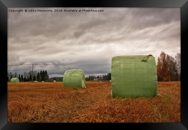 Hay Bales Wrapped In Plastic On The Autumn Fields Framed Print by Jukka Heinovirta