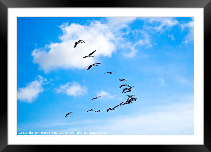 A skein of Canada Geese  flying over the RSPB  Sal Framed Mounted Print by Peter Jordan