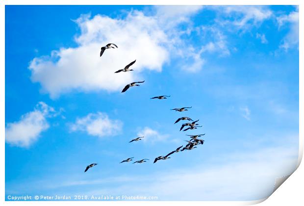 A skein of Canada Geese  flying over the RSPB  Sal Print by Peter Jordan