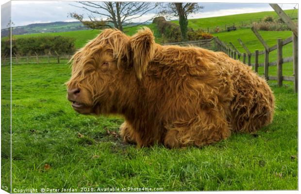A young brown Highland calf resting contentedly in Canvas Print by Peter Jordan