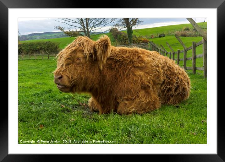 A young brown Highland calf resting contentedly in Framed Mounted Print by Peter Jordan
