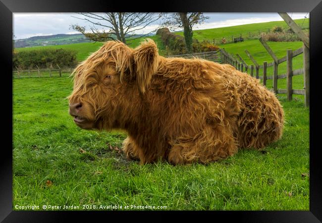 A young brown Highland calf resting contentedly in Framed Print by Peter Jordan