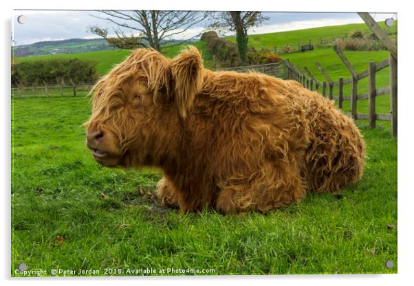 A young brown Highland calf resting contentedly in Acrylic by Peter Jordan