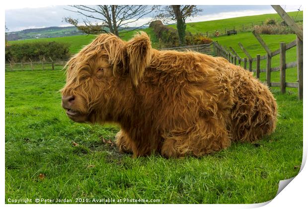 A young brown Highland calf resting contentedly in Print by Peter Jordan