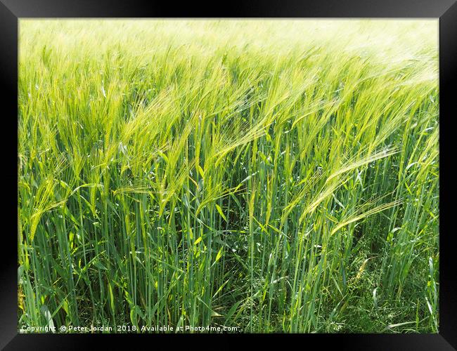  Wheat ripening in a field in early summer in Engl Framed Print by Peter Jordan