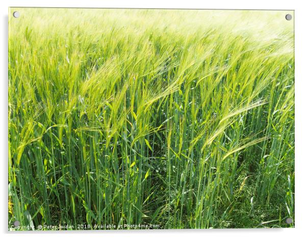  Wheat ripening in a field in early summer in Engl Acrylic by Peter Jordan