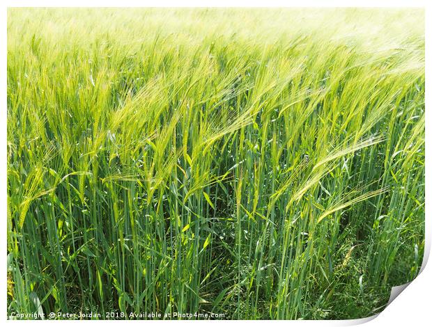  Wheat ripening in a field in early summer in Engl Print by Peter Jordan