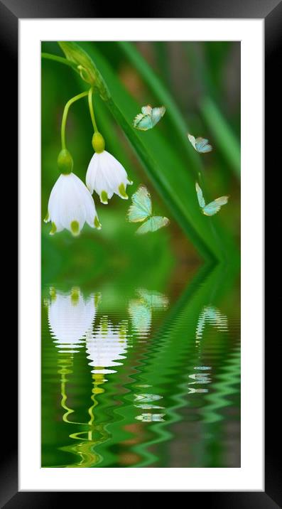 snowdrops and butterflies Framed Mounted Print by sue davies