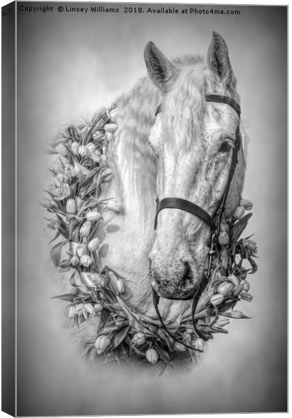 Horse 3 Canvas Print by Linsey Williams