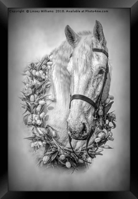 Horse 3 Framed Print by Linsey Williams