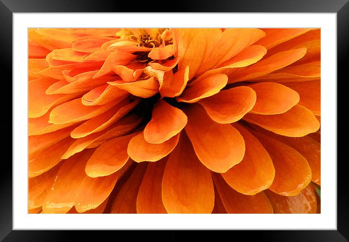 Orange King Framed Mounted Print by Lauren Meyerink