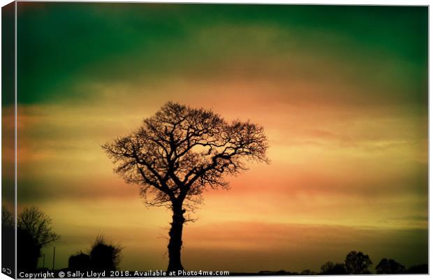Tree Silhouette against the sky Canvas Print by Sally Lloyd