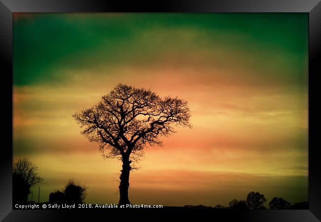 Tree Silhouette against the sky Framed Print by Sally Lloyd