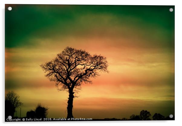 Tree Silhouette against the sky Acrylic by Sally Lloyd