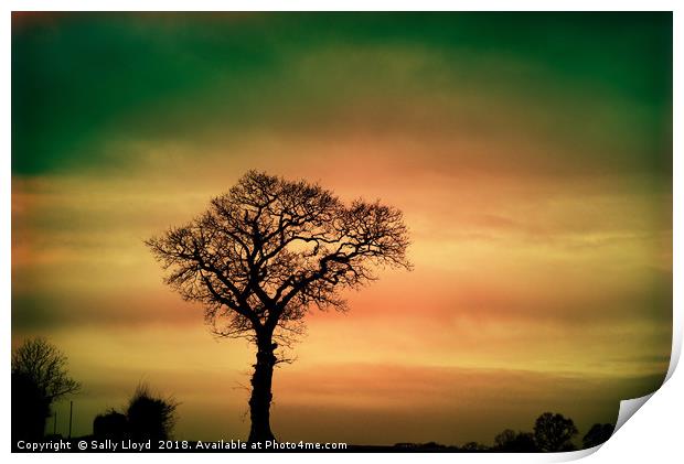 Tree Silhouette against the sky Print by Sally Lloyd