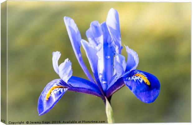 Vivid Blue Iris Canvas Print by Jeremy Sage