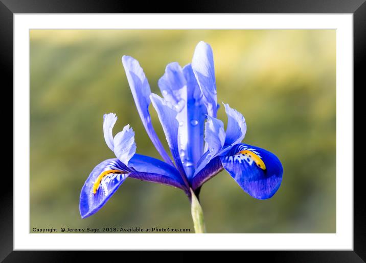 Vivid Blue Iris Framed Mounted Print by Jeremy Sage