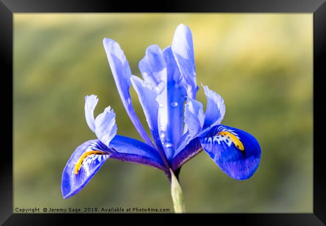 Vivid Blue Iris Framed Print by Jeremy Sage