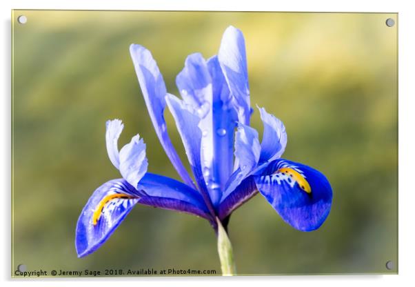 Vivid Blue Iris Acrylic by Jeremy Sage