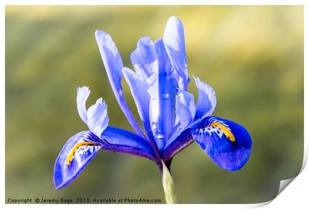 Vivid Blue Iris Print by Jeremy Sage