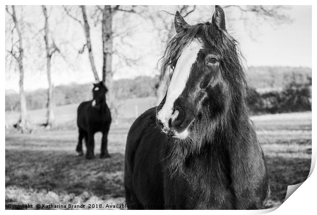 Curious horses Print by KB Photo