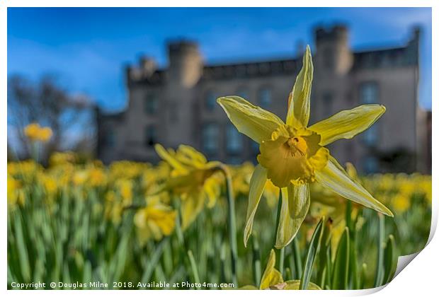 Daffodil Print by Douglas Milne