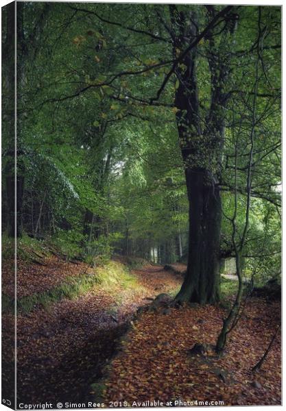 The Old Wood  Canvas Print by Simon Rees
