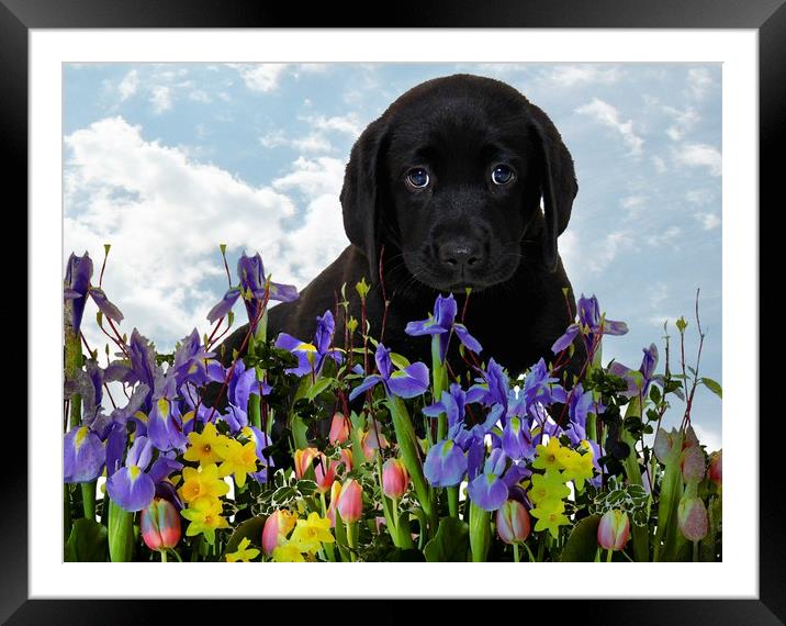 puppy love Framed Mounted Print by sue davies
