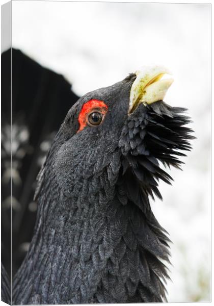 Portrait of Male western Capercaillie (Tetrao urog Canvas Print by Lisa Louise Greenhorn