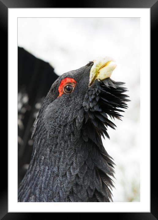 Portrait of Male western Capercaillie (Tetrao urog Framed Mounted Print by Lisa Louise Greenhorn