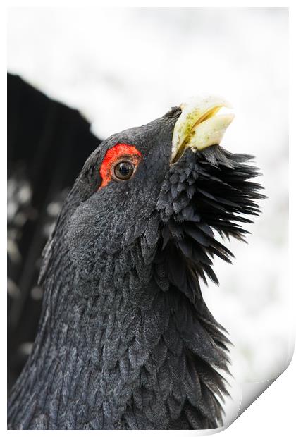 Portrait of Male western Capercaillie (Tetrao urog Print by Lisa Louise Greenhorn