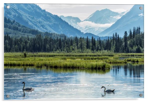 Swans on Tern Lake Acrylic by Belinda Greb