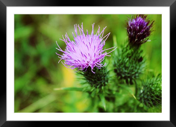 Pink And Purple Scottish Thistles Framed Mounted Print by Anthony Michael 