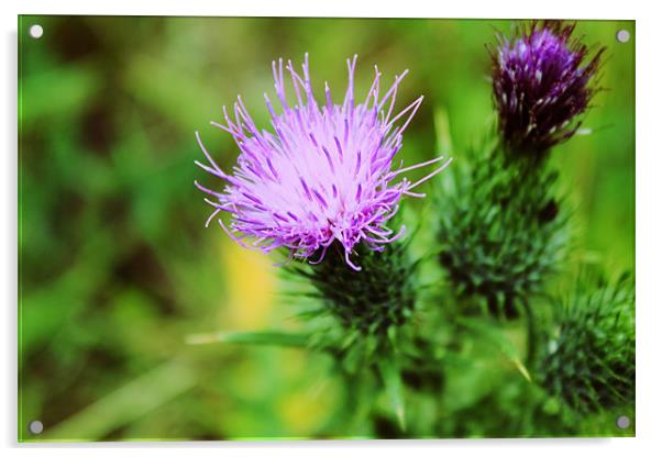 Pink And Purple Scottish Thistles Acrylic by Anthony Michael 