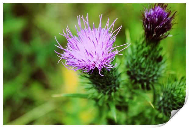 Pink And Purple Scottish Thistles Print by Anthony Michael 