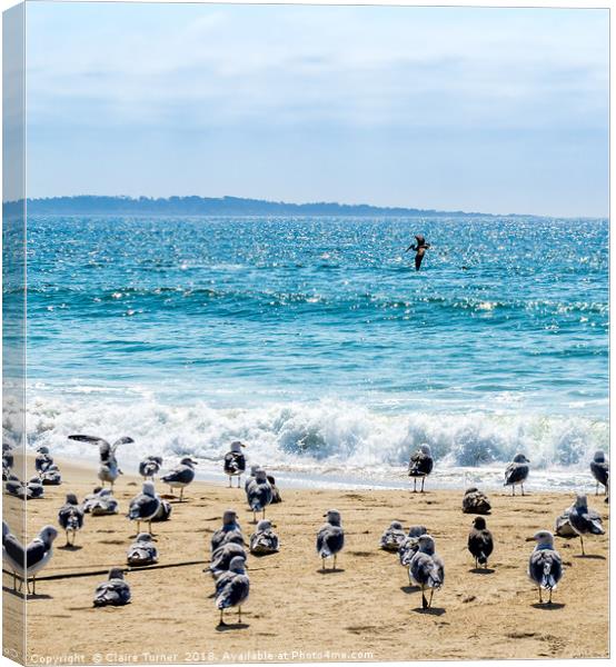 Gulls and a Pelican on Marina Beach Canvas Print by Claire Turner